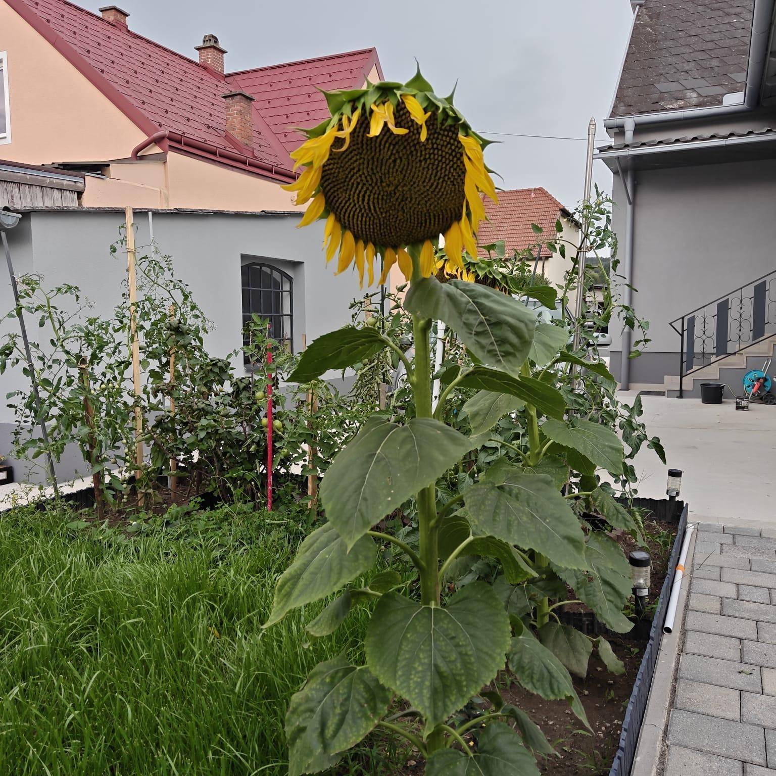 Eine große Sonnenblume ragt in einem Gartenbeet empor, umgeben von weiteren Pflanzen und Häusern.