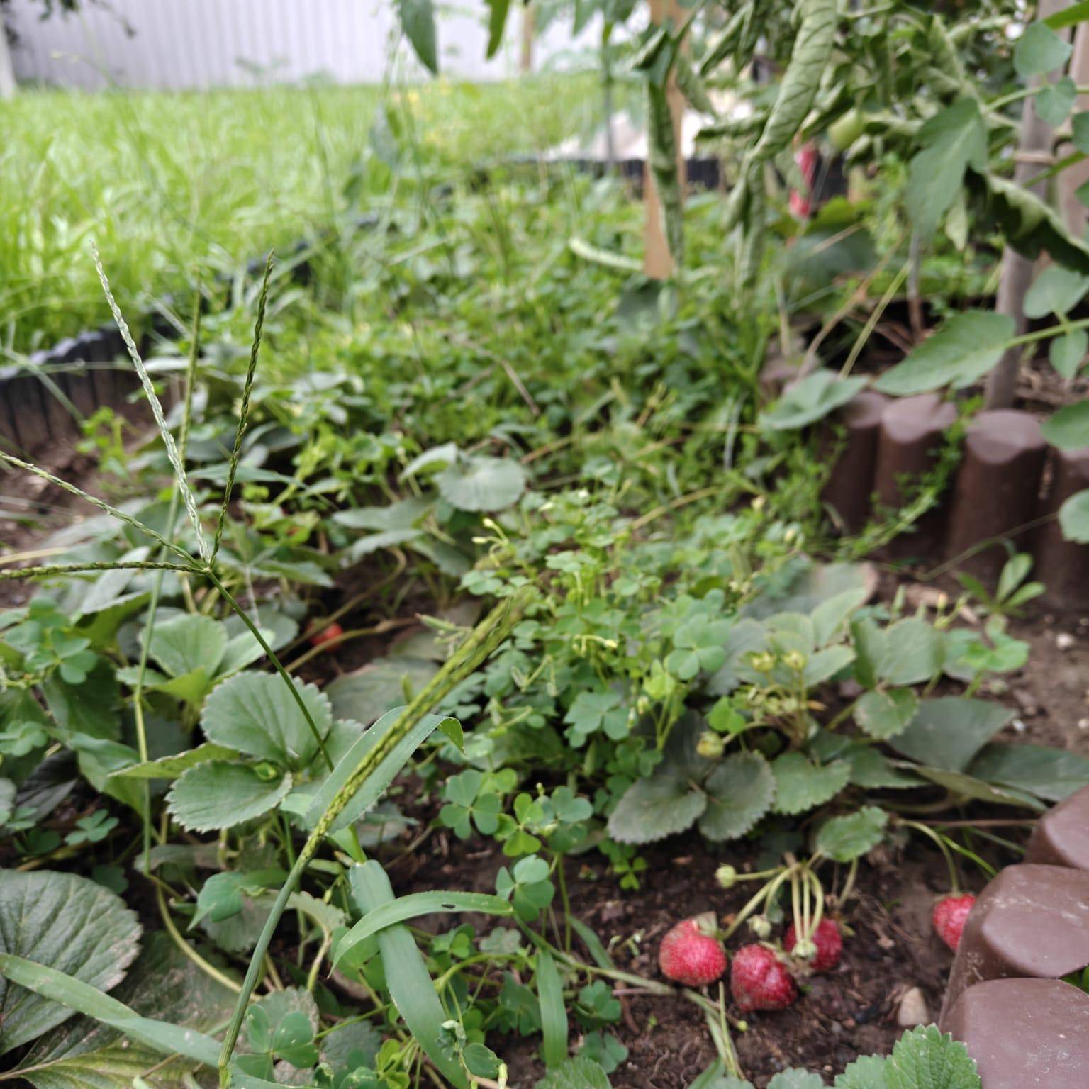 Nahaufnahme von Erdbeerpflanzen mit reifen Früchten in einem fruchtbaren Gartenbeet.