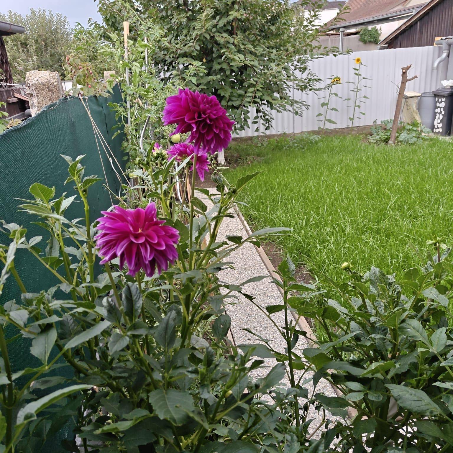 Prächtige lila Dahlien blühen in einem Gartenbeet, umgeben von Rasen und einem grünen Zaun.