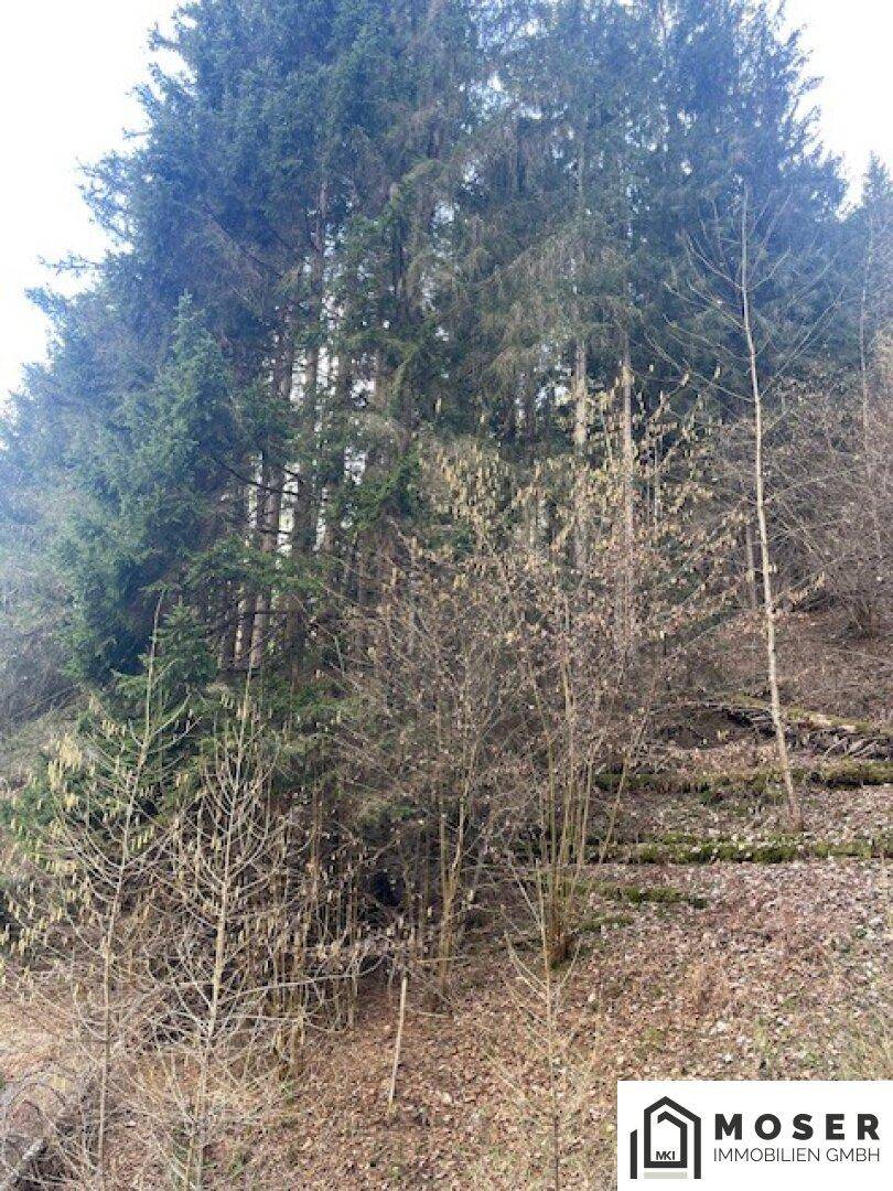 Dichter Baumbestand mit Nadelbäumen und kahlen Ästen auf einem natürlichen, leicht bewachsenen Hang.