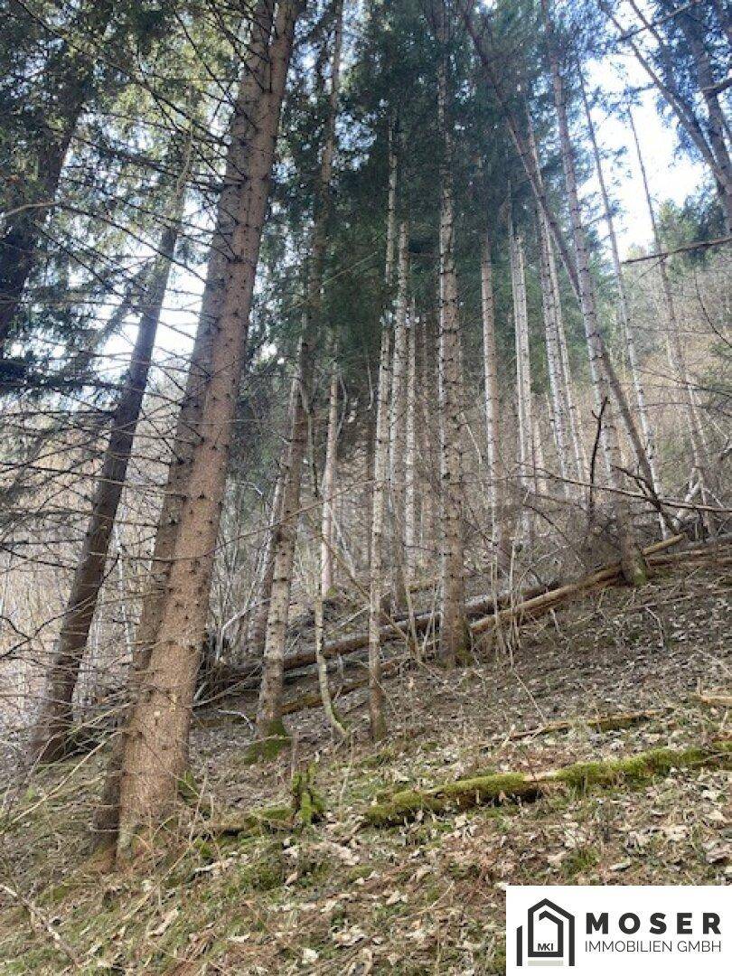Dichter Wald mit hohen Bäumen auf einem Hang, der eine natürliche und unberührte Landschaft zeigt.