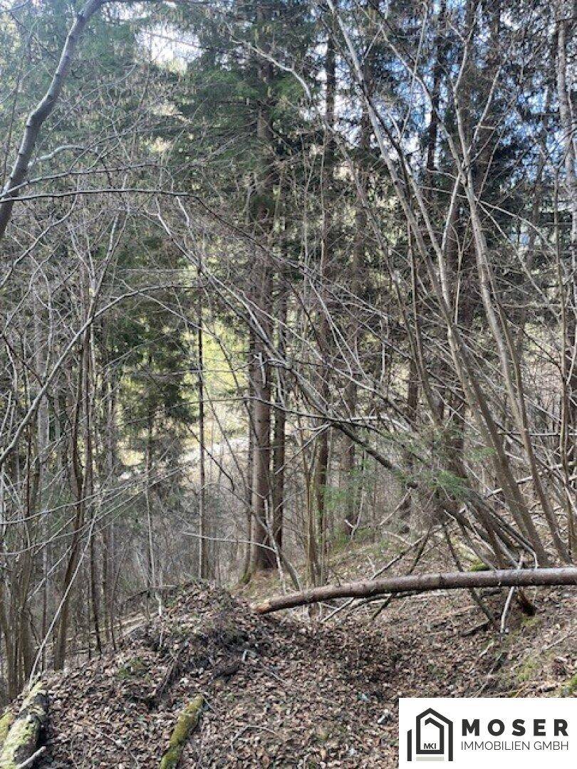 Blick in einen dichten Wald mit vielen Bäumen und herabgefallenen Ästen auf einem bewachsenen Hang.
