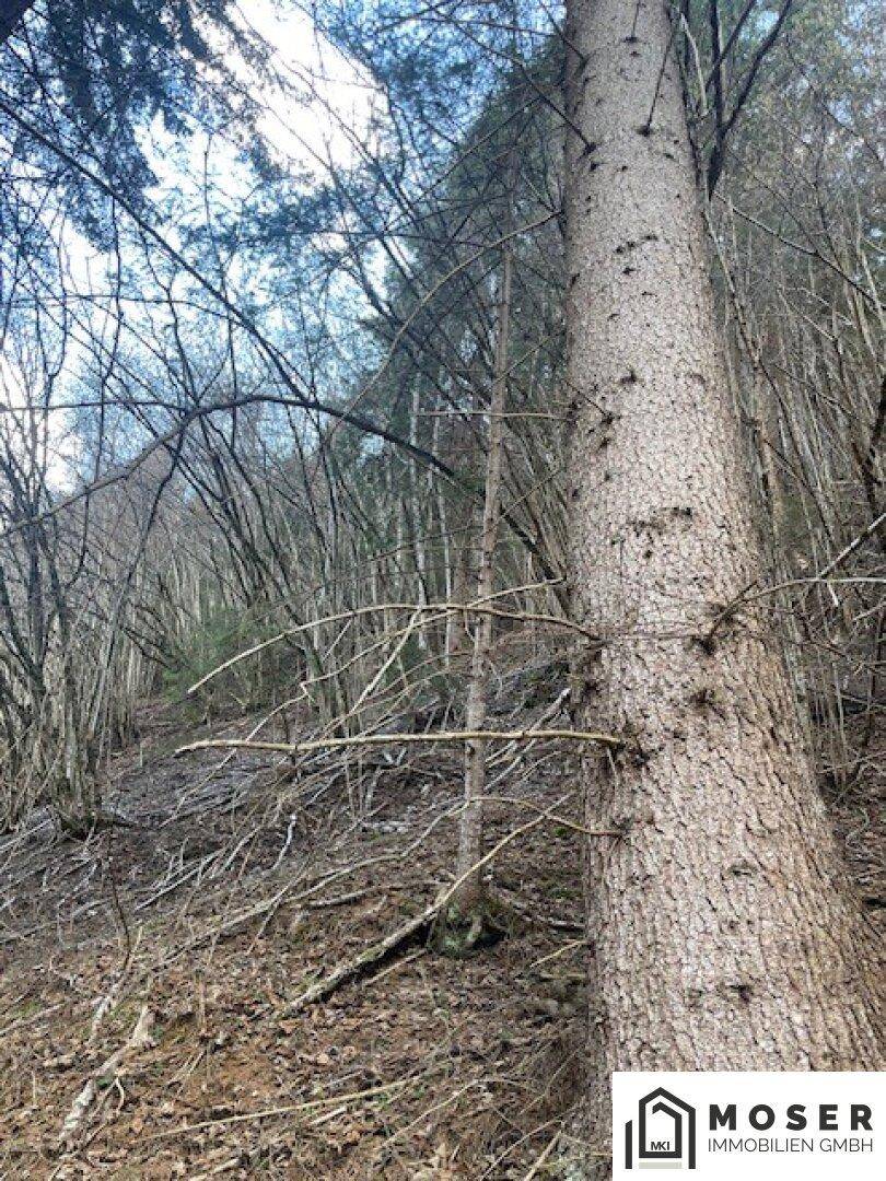 Nahaufnahme eines Baumstammes in einem Wald mit kahlen Ästen und natürlichem Waldboden.