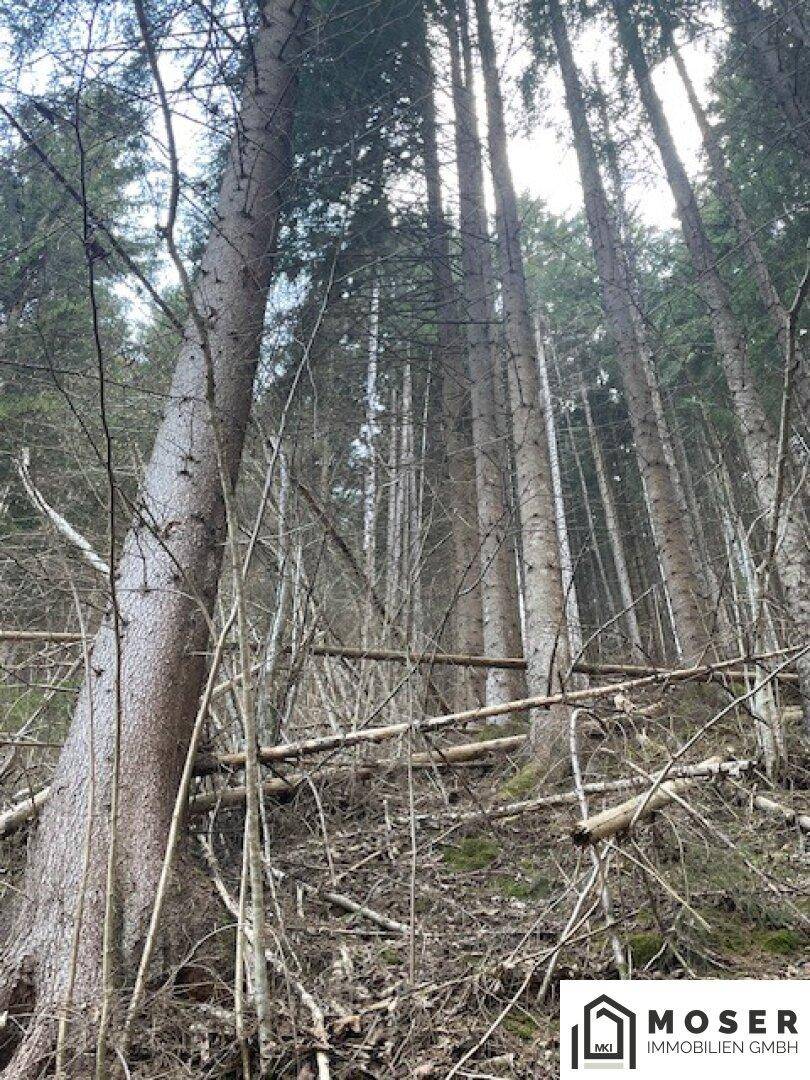 Hohe Bäume ragen in den Himmel, umgeben von herabgefallenen Ästen und dichtem Unterholz im Wald.