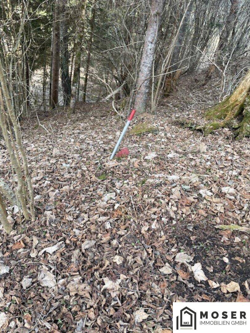 Natürlicher Waldboden, bedeckt mit trockenen Blättern und einem roten Markierungspfahl im Vordergrund.