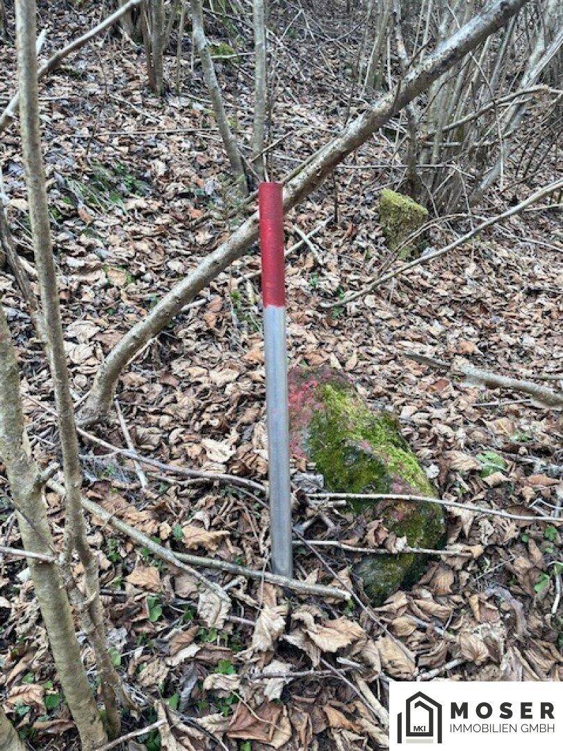 Waldboden mit trockenen Blättern, Ästen, einem roten Markierungspfahl und moosbewachsenen Steinen.
