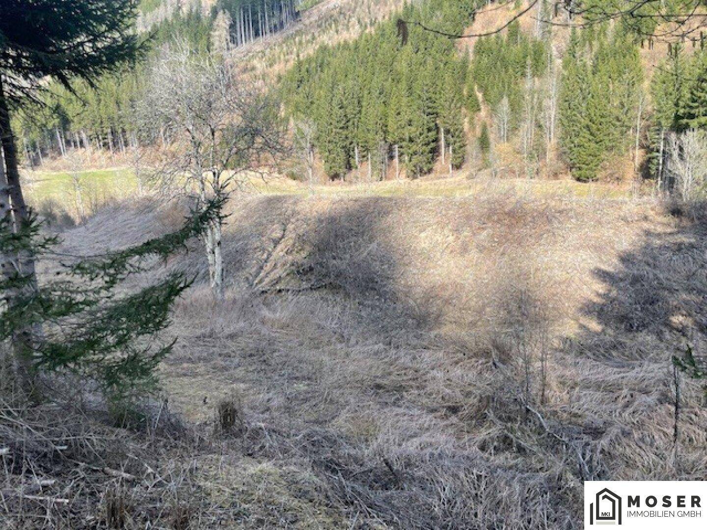 Offenes, grasbewachsenes Gelände mit einzelnen Bäumen, umgeben von Wald und Bergen in der Ferne.