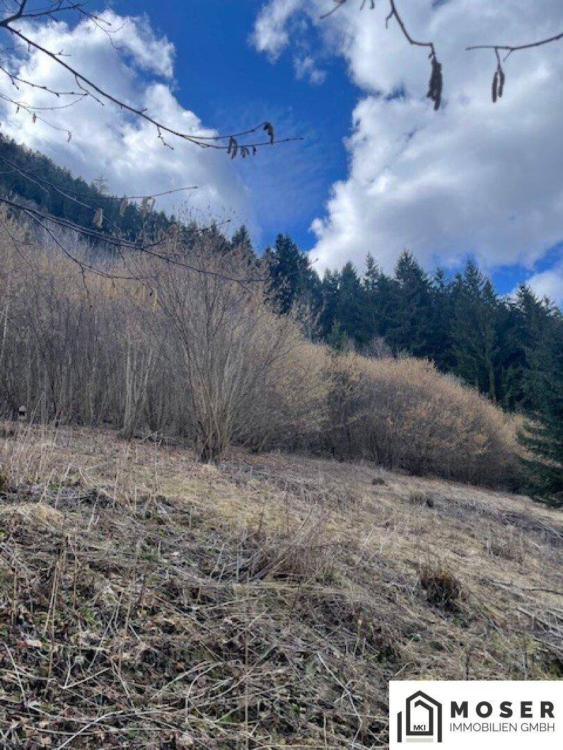 Hanglage mit trockenem Gras und Büschen, dahinter ein Wald unter einem blauen Himmel mit Wolken.