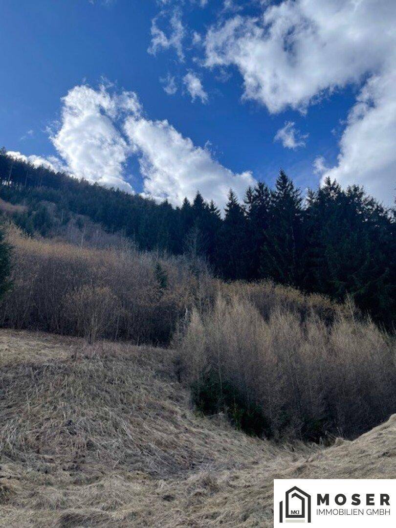 Hanglage mit trockenem Gras und Büschen, dahinter ein dichter Wald unter einem blauen Himmel mit Wolken.