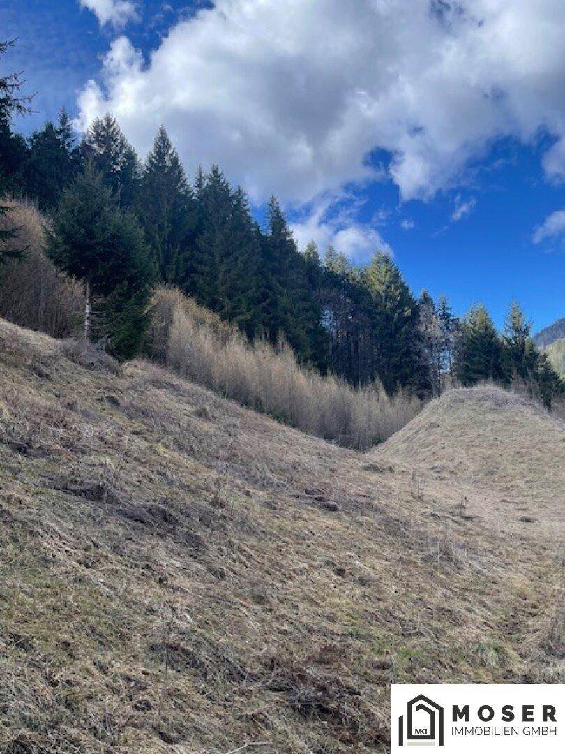 Hügeliges Gelände mit trockenem Gras und Büschen, umgeben von Wald unter einem klaren blauen Himmel.