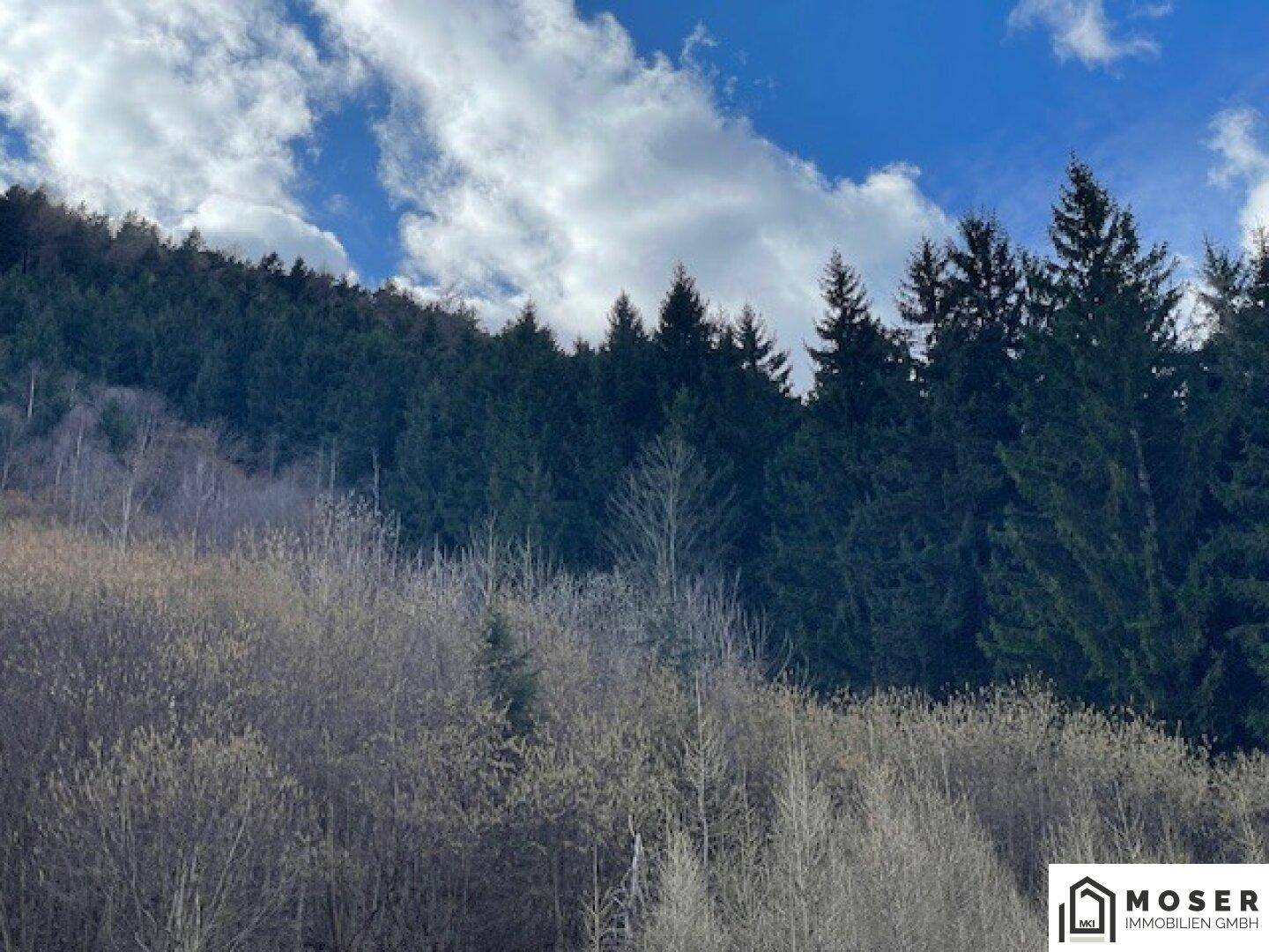 Bewaldeter Berghang unter einem blauen Himmel mit weißen Wolken, der eine ruhige Naturlandschaft zeigt.