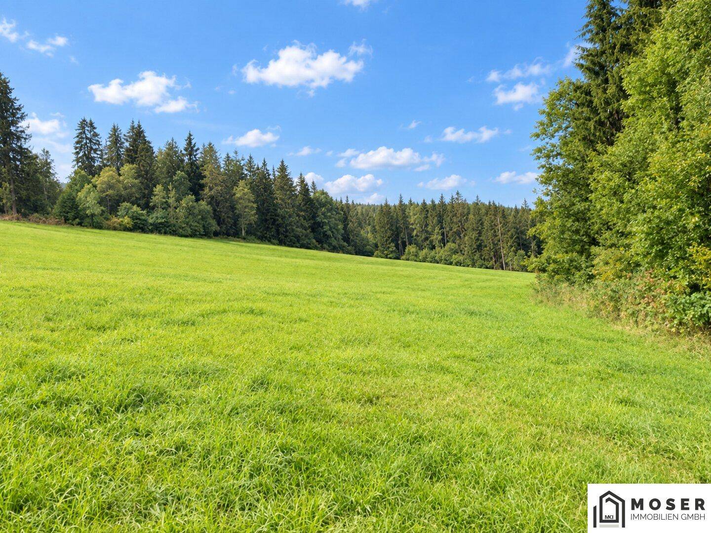 Weite grüne Wiesenfläche grenzt an einen dichten Nadelwald unter einem strahlend blauen Himmel.