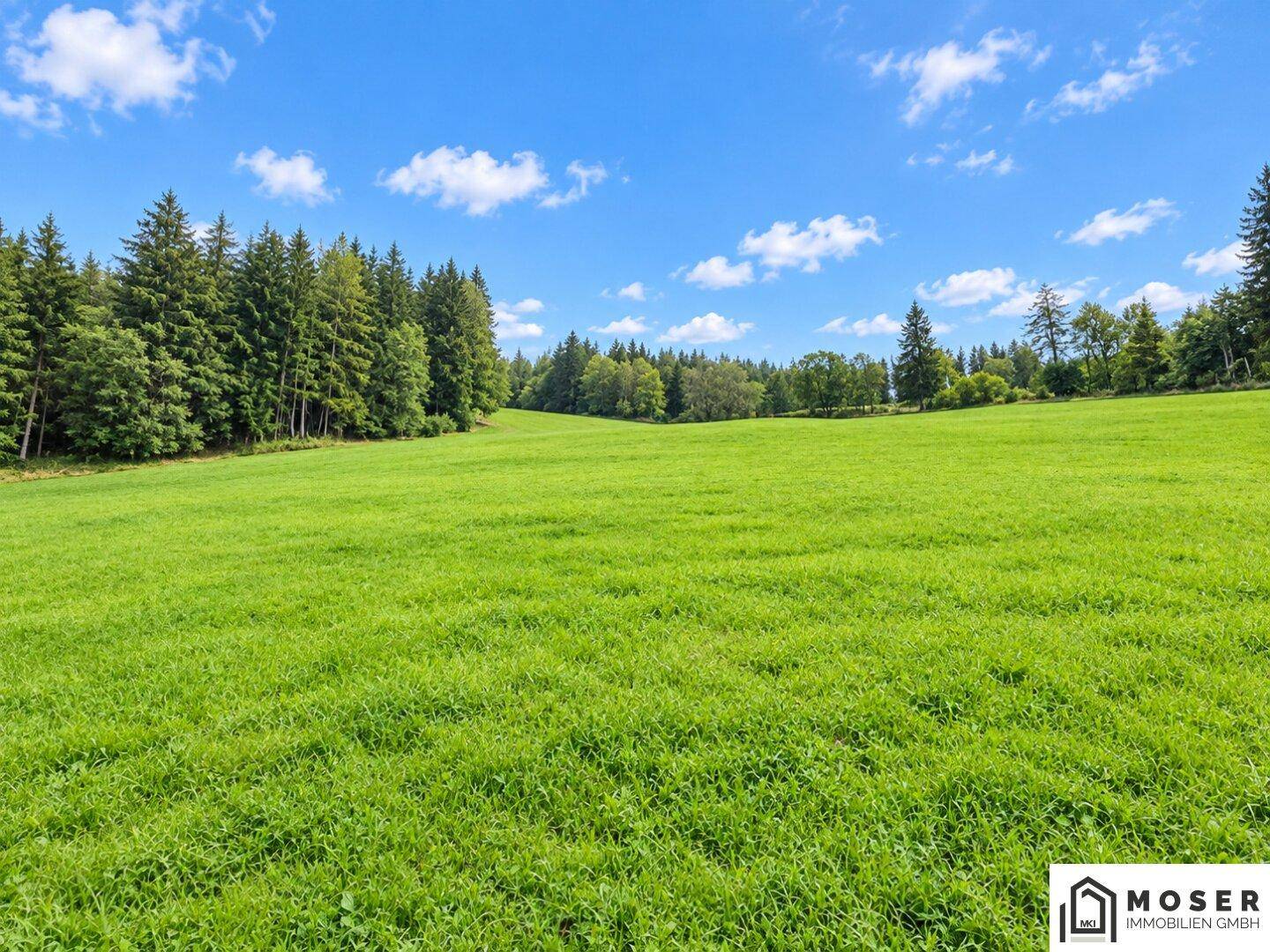 Ausgedehnte grüne Wiese mit angrenzendem Waldrand unter einem klaren, blauen Himmel.