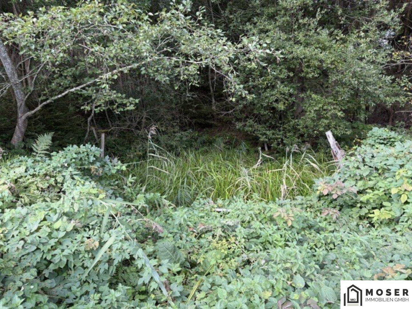 Dichte, wilde Vegetation mit Büschen und hohem Gras, umgeben von Bäumen.