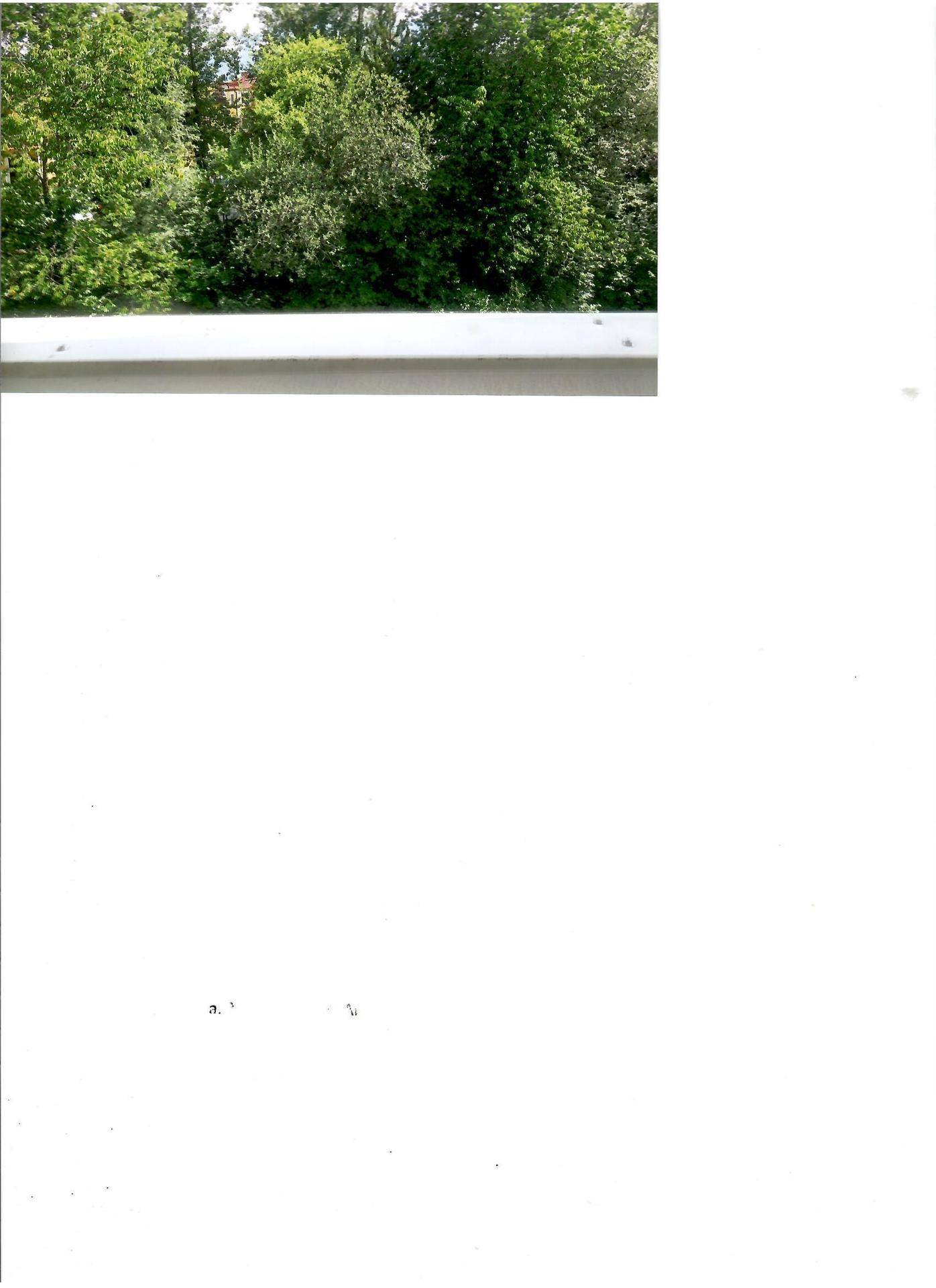 Üppiger Blick ins Grüne von einem Balkon oder Fenster, umgeben von dichten Bäumen.