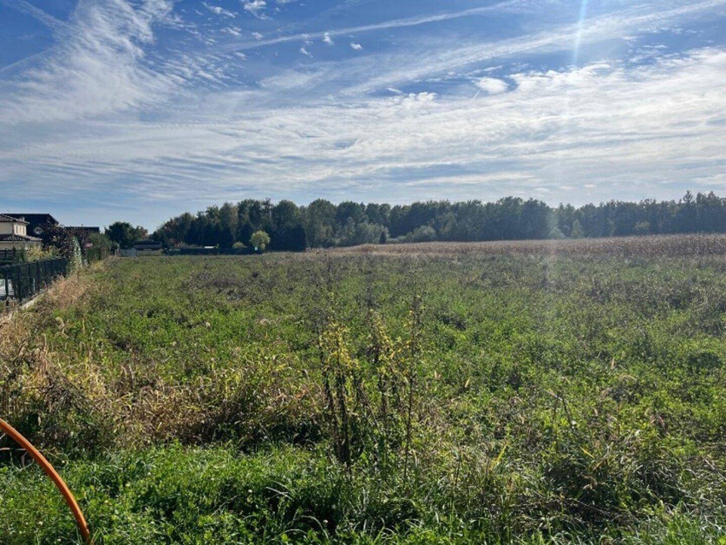 Weitläufiges Feld mit hohem Gras und Bäumen am Horizont unter einem strahlend blauen Himmel.