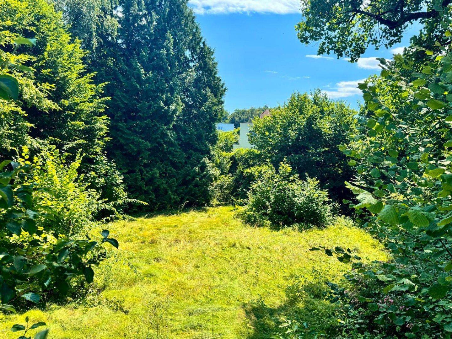 Naturbelassenes Grundstück mit üppiger Vegetation und Blick auf ein entferntes Gebäude unter blauem Himmel.