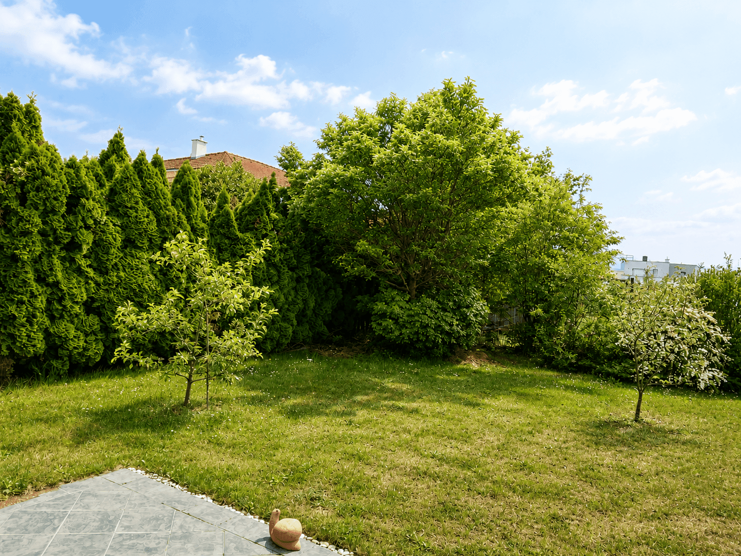Sonnige Rasenfläche im Garten, umgeben von hohen Hecken und jungen Bäumen.