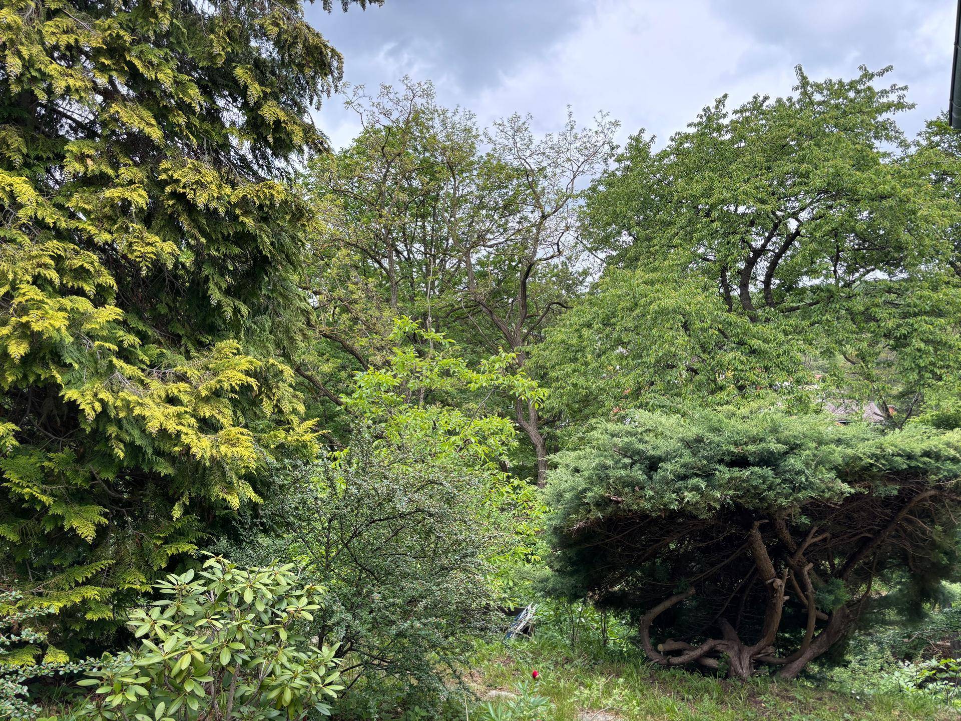 Dichte grüne Vegetation mit verschiedenen Bäumen und Sträuchern, die das Grundstück umgeben.