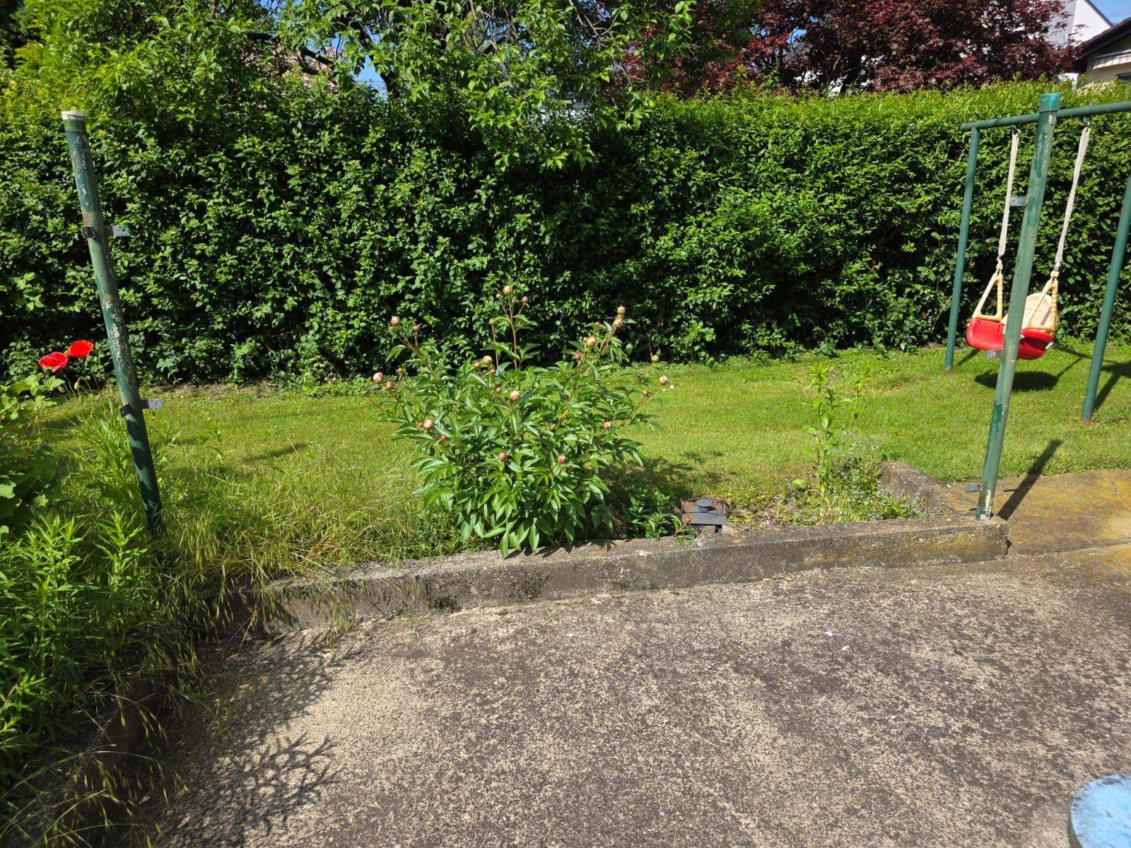 Grüner Rasenbereich im Garten mit einer Schaukel und einer dichten Hecke im Hintergrund.