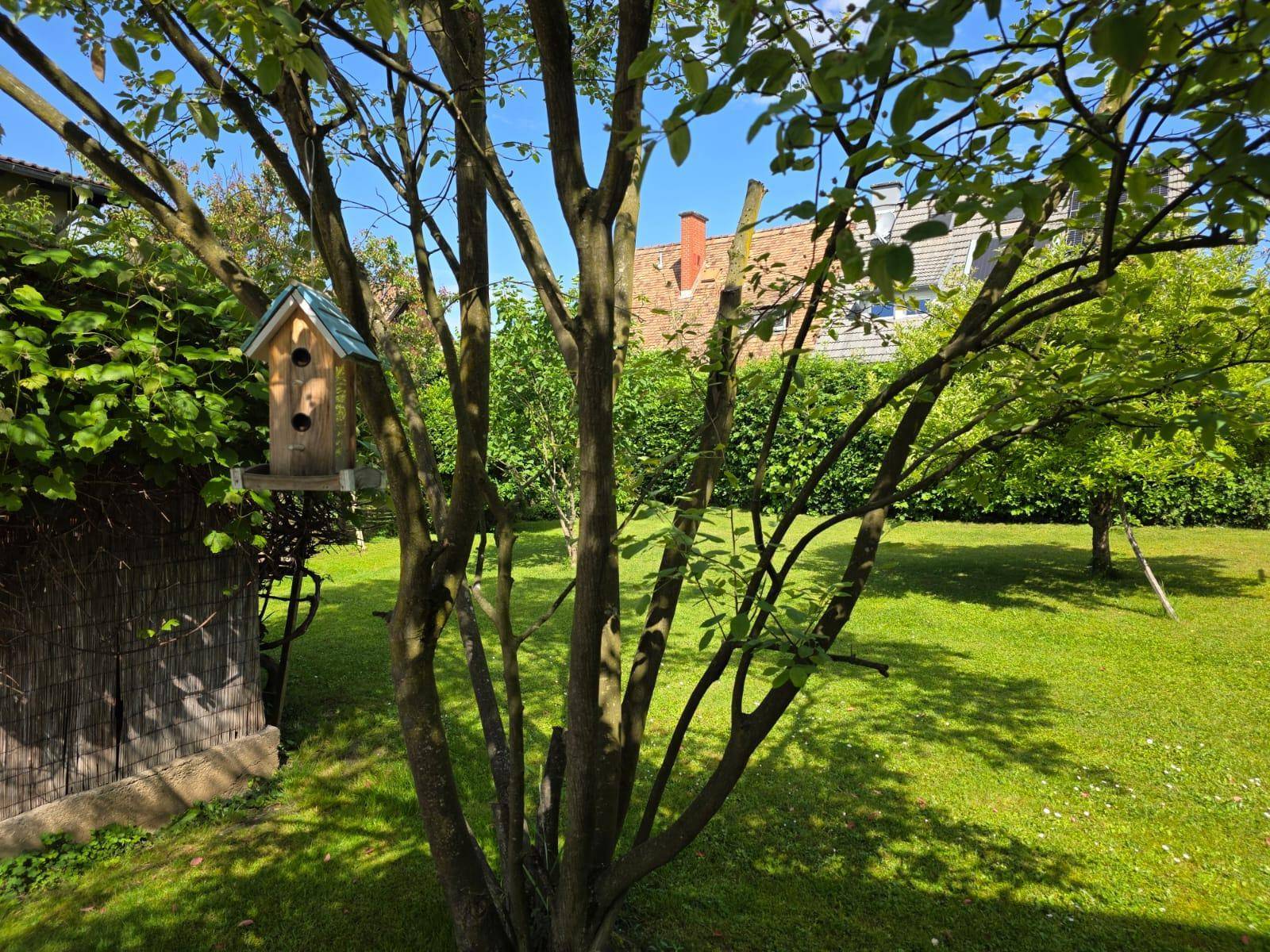 Alter Baum im Garten mit einem Vogelhaus, umgeben von grünem Rasen und weiteren Bäumen.