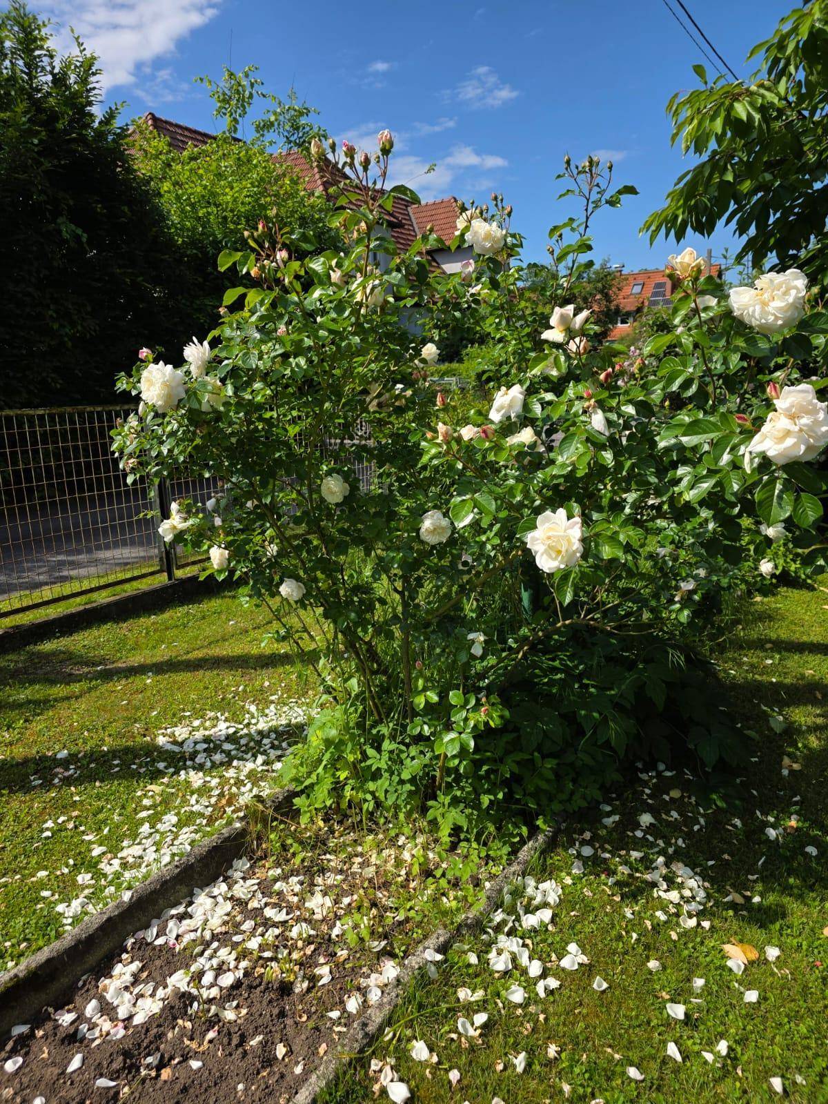 Blühender Rosenbusch mit weißen Blüten und abgefallenen Blütenblättern auf dem Rasen.
