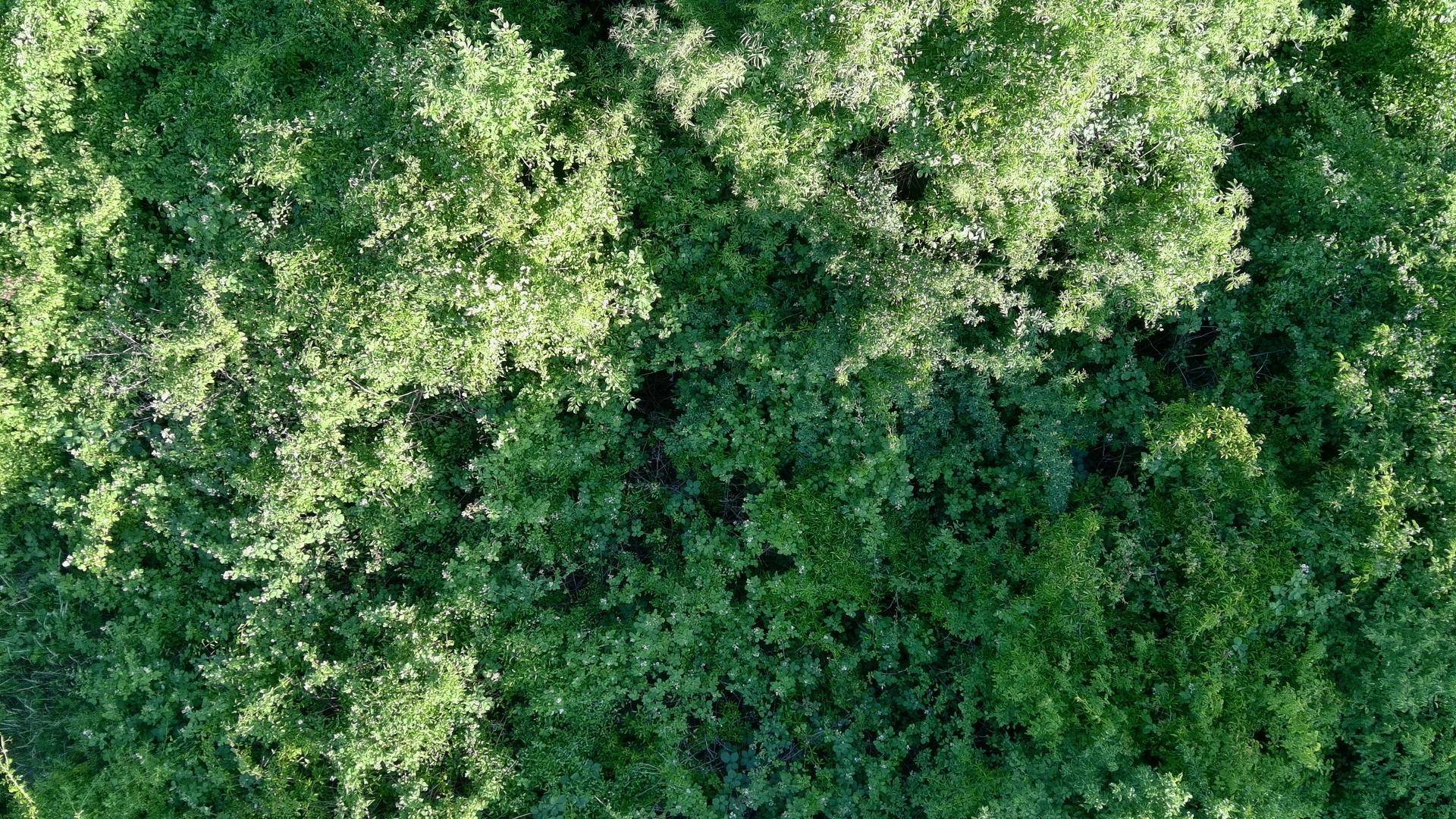 Naturgarten, Garten, Dein Projekt Erholungsoase - Ansicht 3