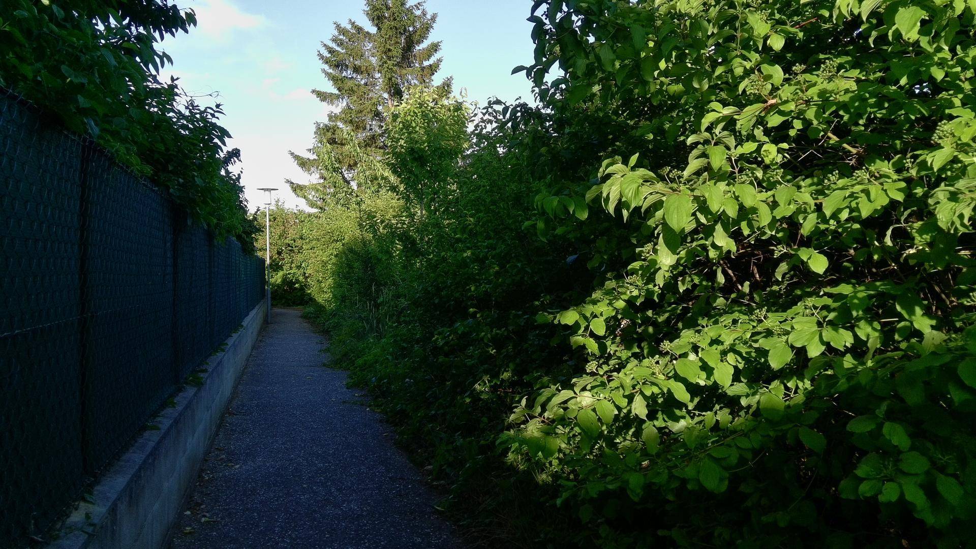 Ein schmaler Weg verläuft entlang eines Zauns und hoher Bäume, die viel Schatten spenden.