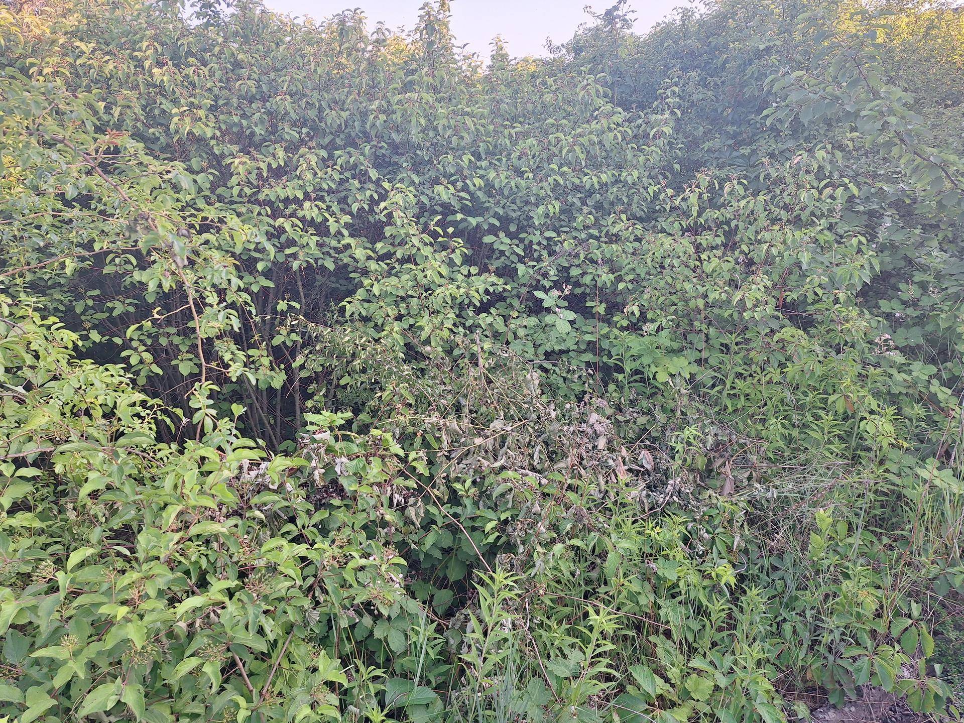 Üppige, dichte Vegetation mit verschiedenen Grüntönen und Sträuchern, die das Bild dominieren.