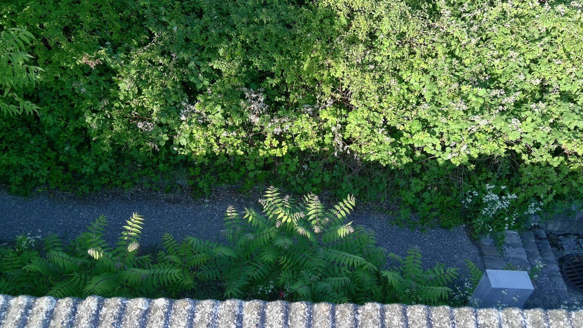 Blick von oben auf einen Kiesweg, umgeben von dichtem Grün und Farnen, mit einer Mauer im Vordergrund.