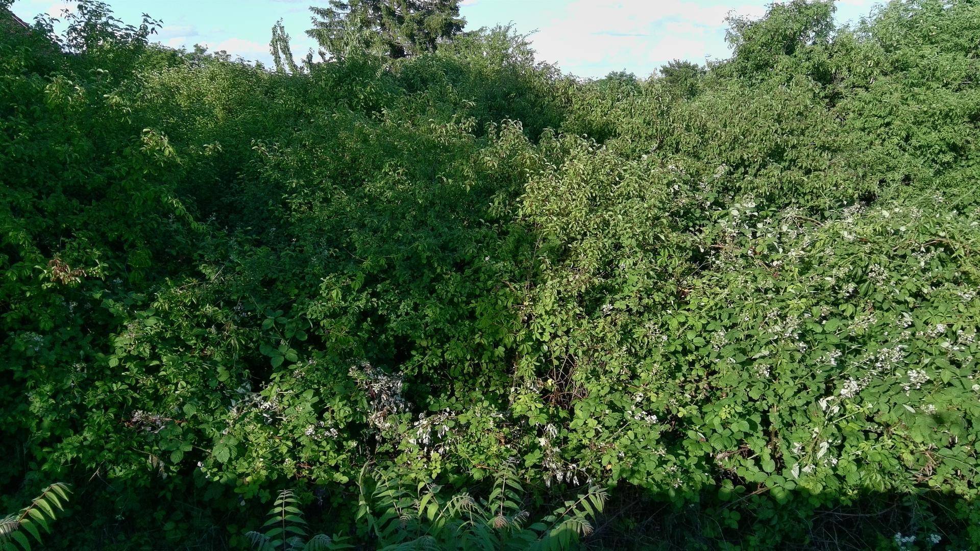 Naturgarten, Garten, Dein Projekt Erholungsoase - Mehr