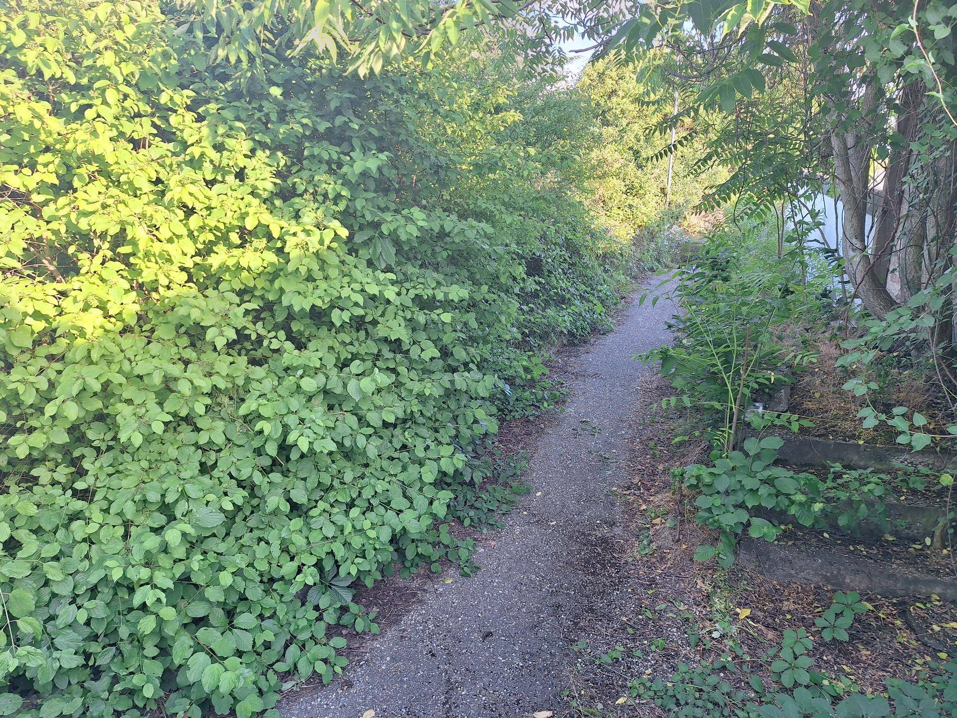 Ein schmaler Kiesweg schlängelt sich durch dichtes, sonnenbeschienenes Grün und hohe Büsche.