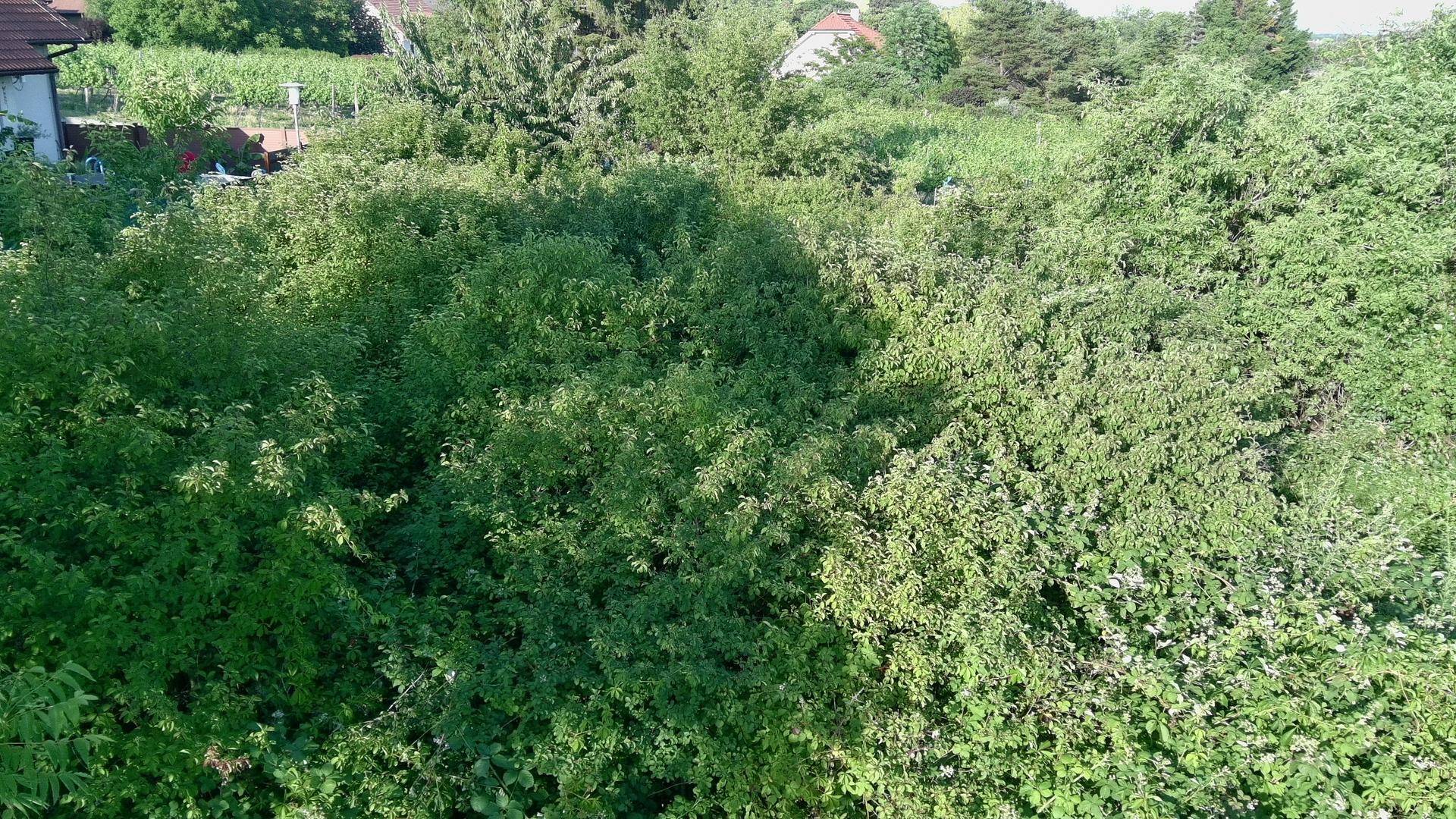 Weitläufige Fläche mit dichtem, unkultiviertem Grün und Sträuchern unter hellem Sonnenlicht.