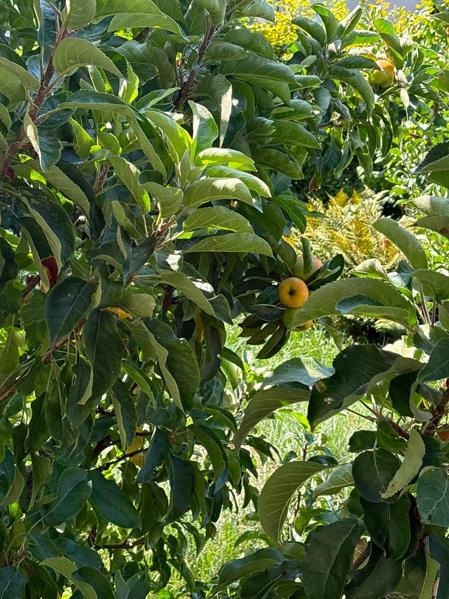 Nahaufnahme eines Apfelbaums mit kleinen, reifenden Früchten im Garten.