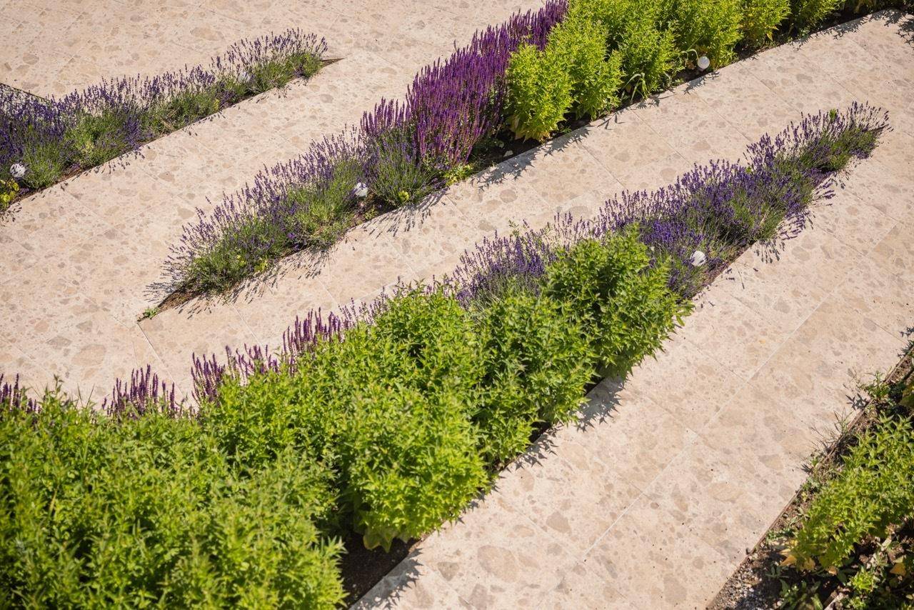 Geschwungener Gartenweg mit Lavendel und grünen Sträuchern, umgeben von Natur.