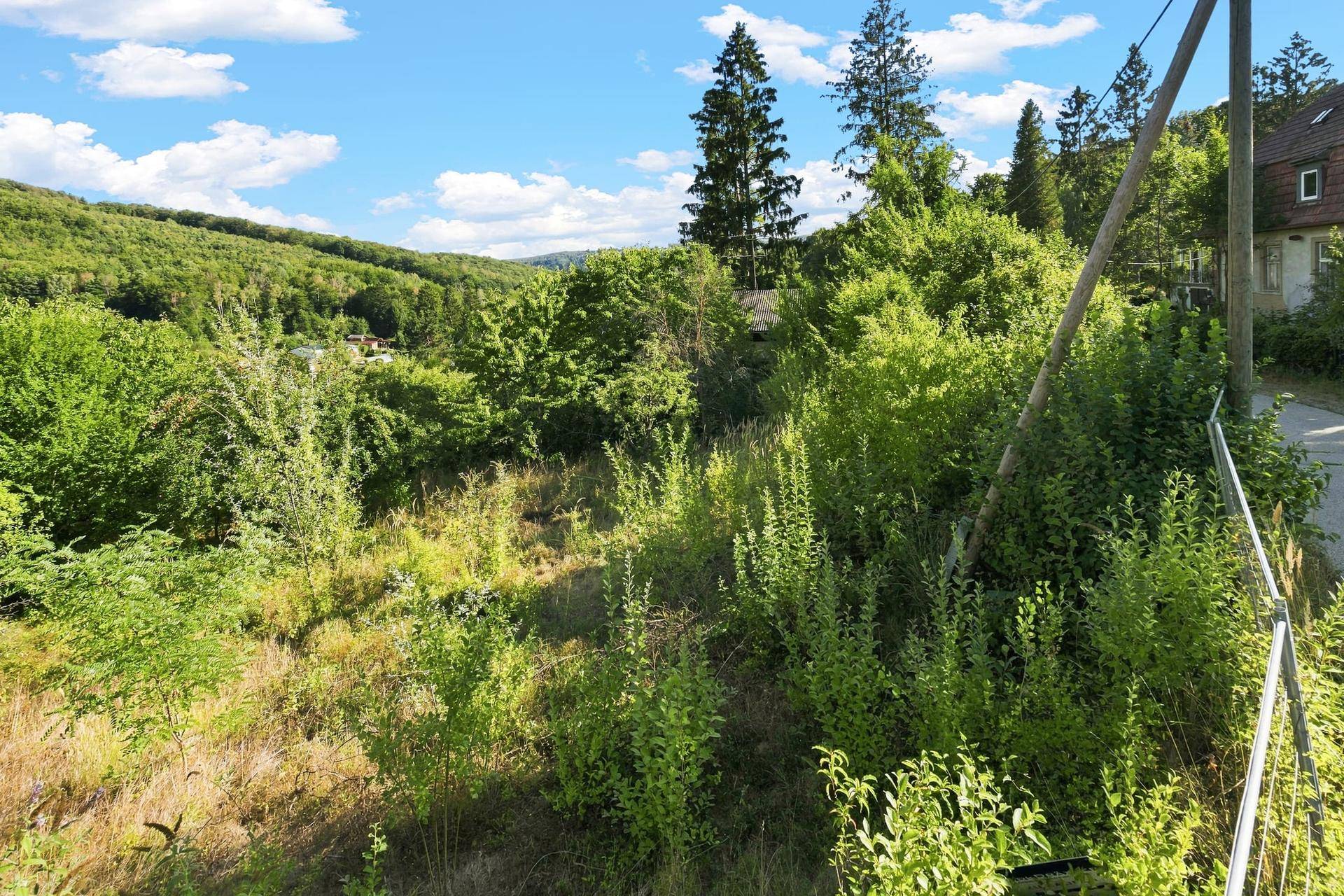 Blick auf ein verwildertes Grundstück mit üppiger Vegetation und bewaldeten Hügeln im Hintergrund unter blauem Himmel.