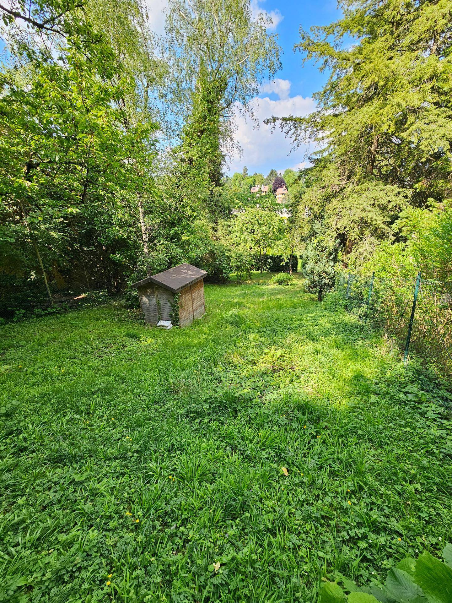 Naturbelassener Garten mit üppiger Vegetation, hohen Bäumen und einem Gartenhäuschen.