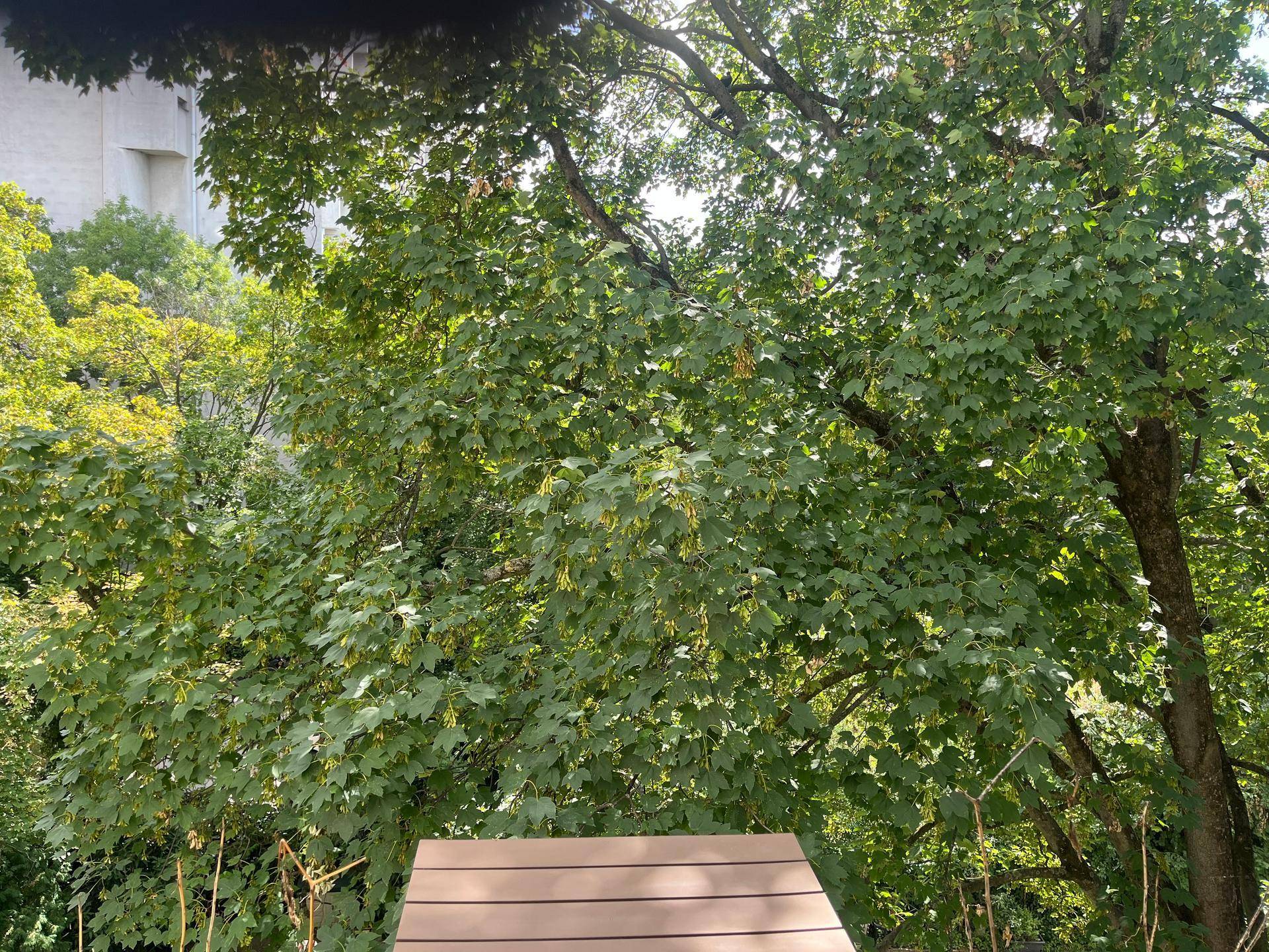 Üppiges Grün und Bäume vom Balkon aus gesehen, mit einem kleinen Tisch im Vordergrund.