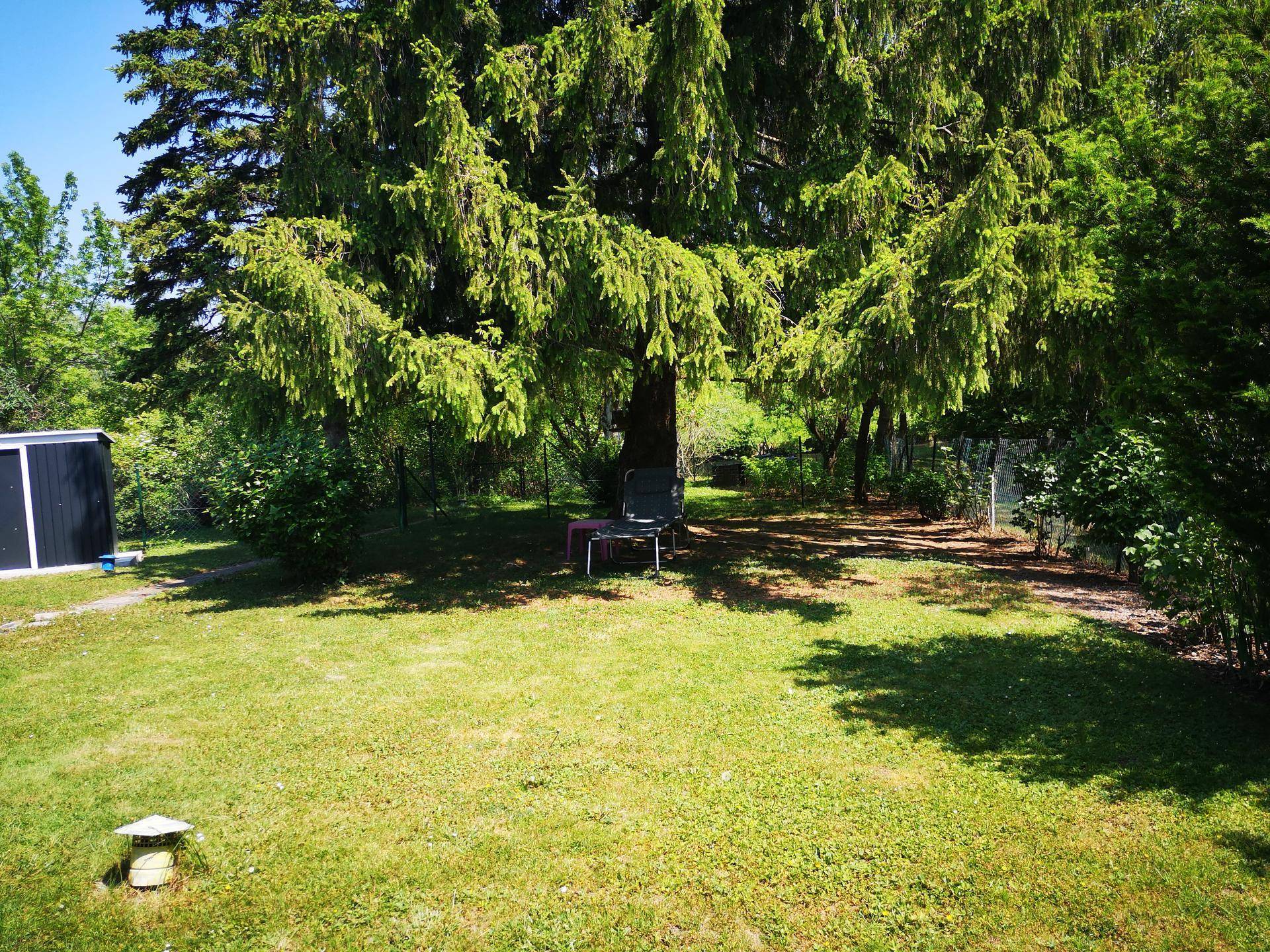Sonniger Garten mit großem schattenspendendem Baum, Rasenfläche und einem Gartenschuppen im Hintergrund.