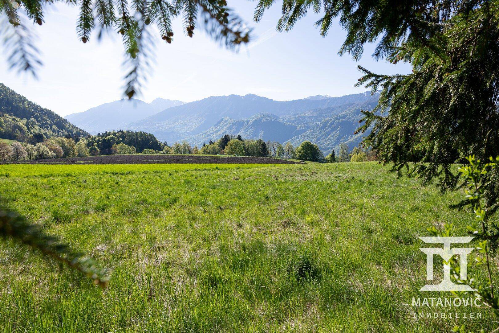 Idyllische grüne Wiese, umrahmt von Baumzweigen, mit weitem Blick auf die umliegende Berglandschaft.