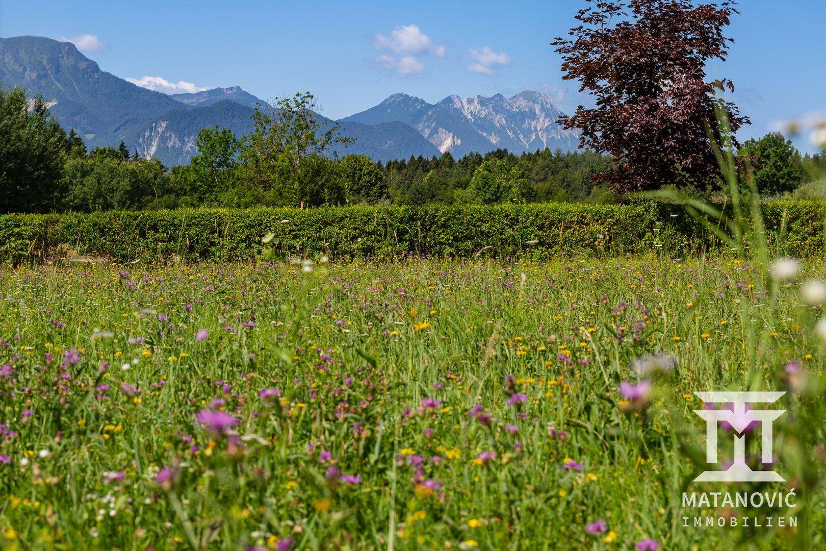 Blumenwiese mit einer Hecke im Hintergrund und einem malerischen Bergblick in der Ferne.