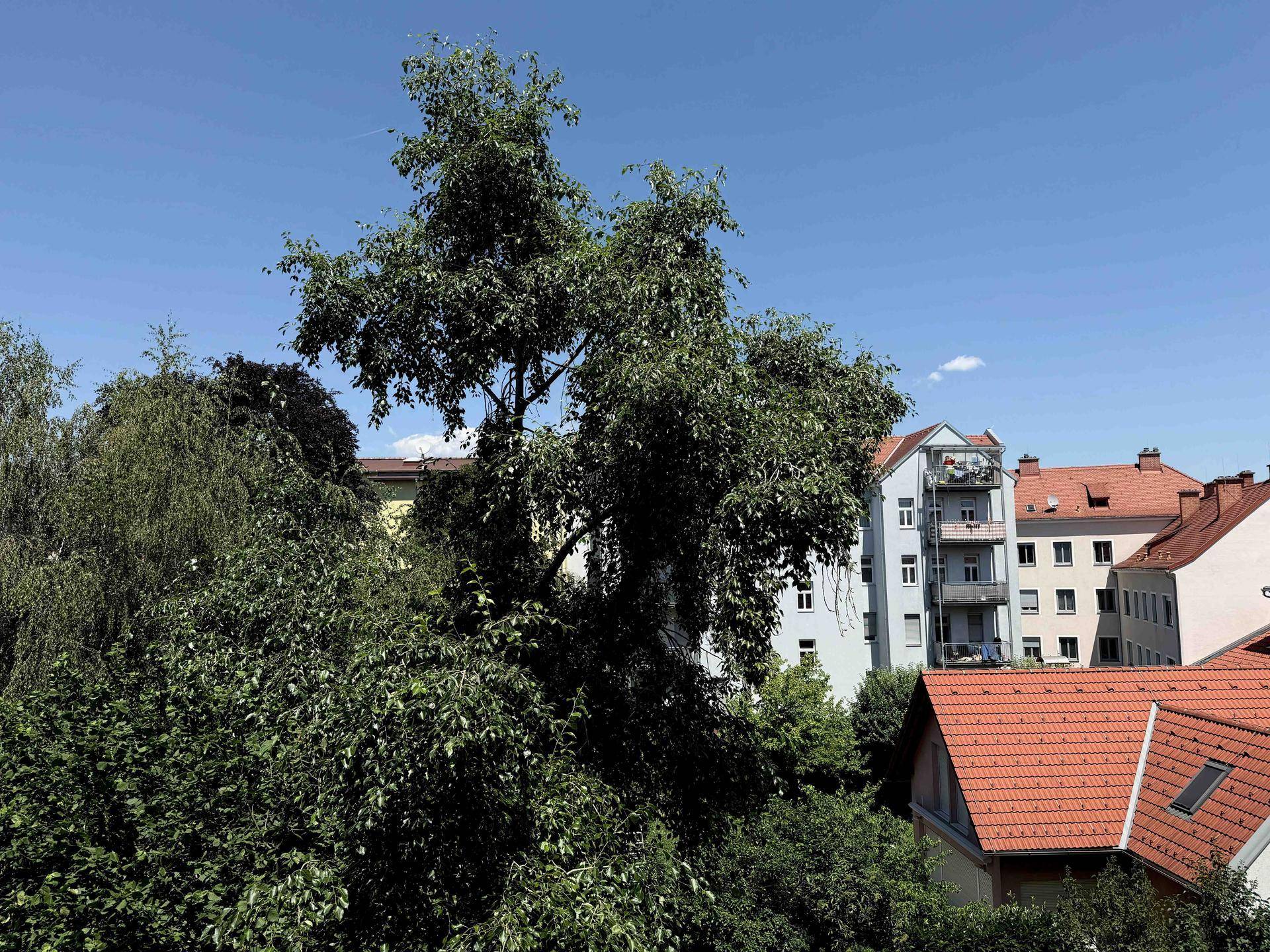 Blick über grüne Bäume und Dächer auf umliegende Wohngebäude an einem sonnigen Tag.
