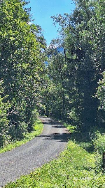 Ein schmaler, gewundener Weg führt durch einen dichten Wald mit hohen Bäumen auf beiden Seiten.