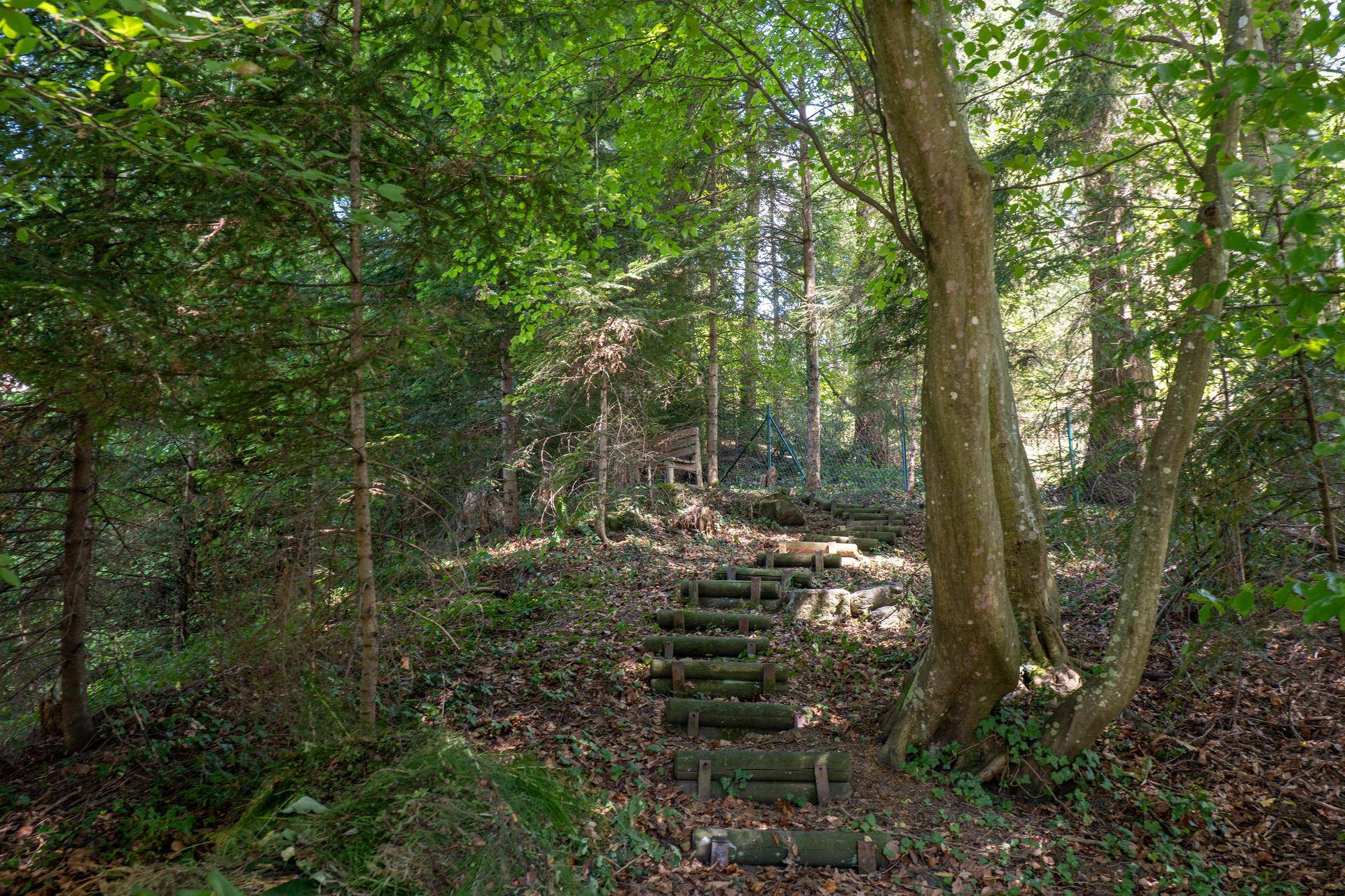 Naturbelassener Gartenweg mit Holzstufen, umgeben von dichtem Grün und hohen Bäumen.