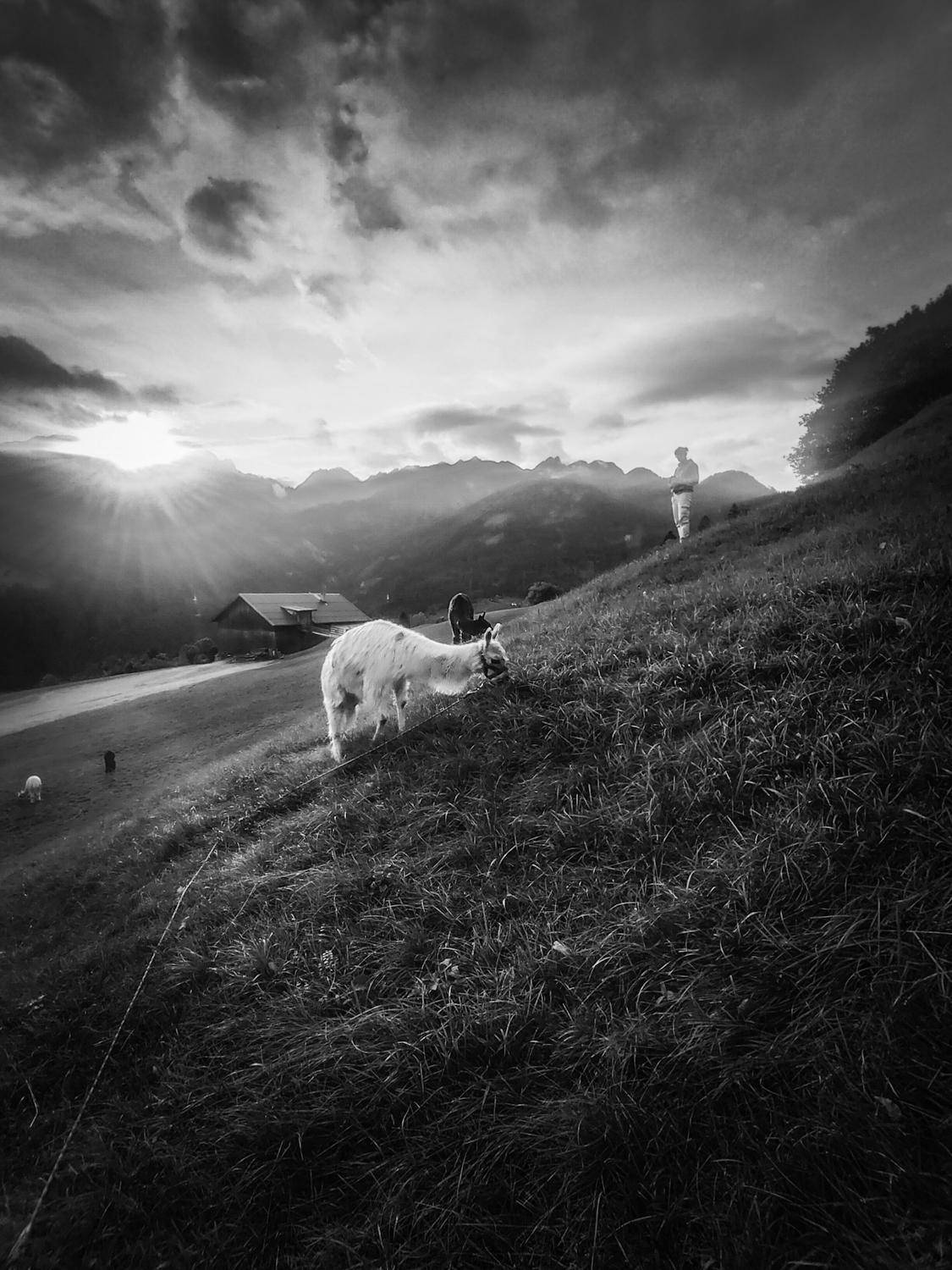 Schwarz-Weiß-Aufnahme einer Ziege auf einem grünen Hügel mit Bergen im Hintergrund bei Sonnenuntergang.