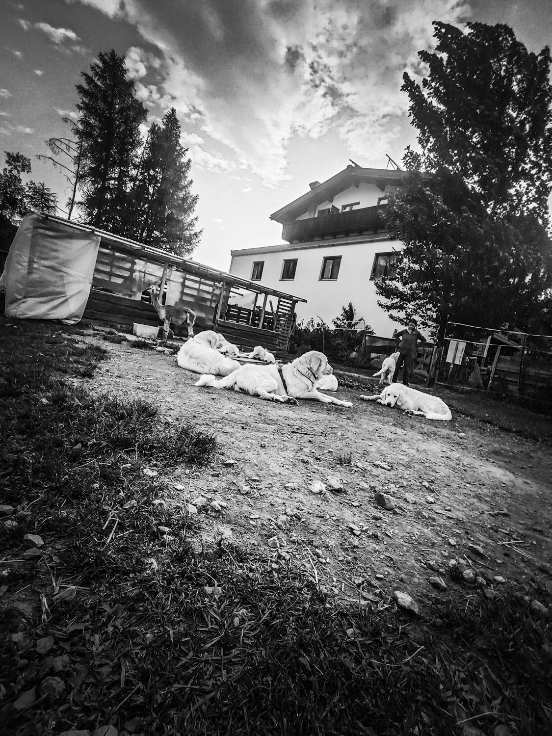 Schwarz-Weiß-Aufnahme eines Hauses mit Hunden im Vordergrund und Bäumen.