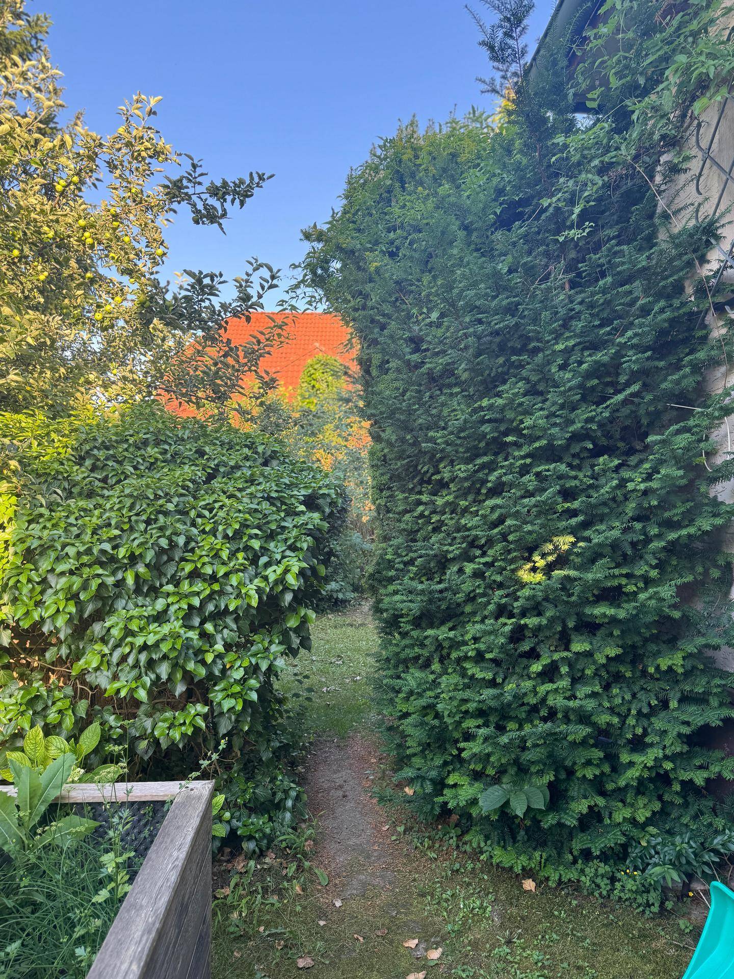 Schmaler Pfad führt durch dichte Hecken und Bäume im hinteren, naturbelassenen Gartenbereich.