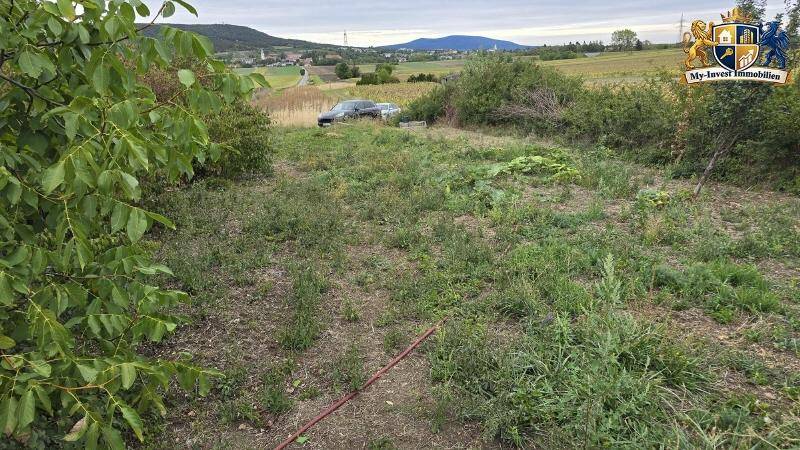 Verwildertes Grundstück mit Gras und Büschen, im Hintergrund ein Auto und weite Felder.