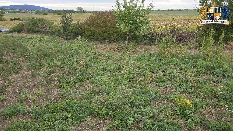Verwildertes Grundstück mit Gras, kleinen Bäumen und Büschen, umgeben von landwirtschaftlichen Feldern.