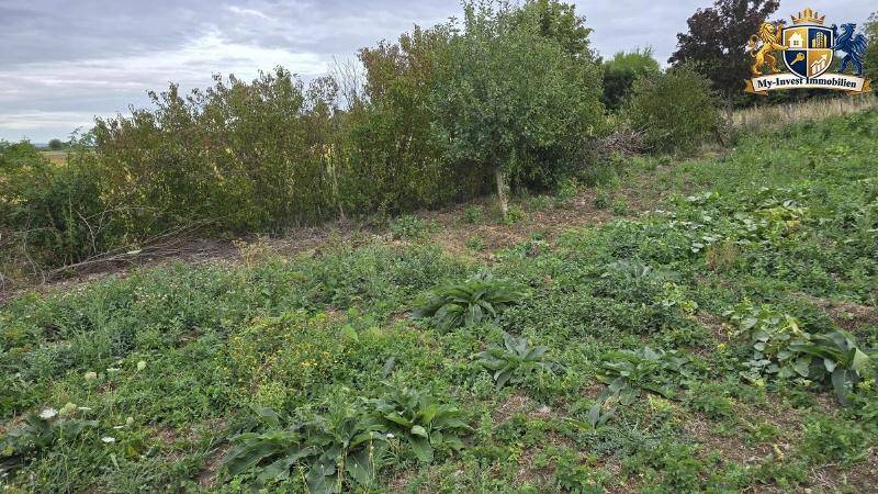 Naturbelassenes Grundstück mit hohem Gras und dichten Büschen, umgeben von weiteren Bäumen.